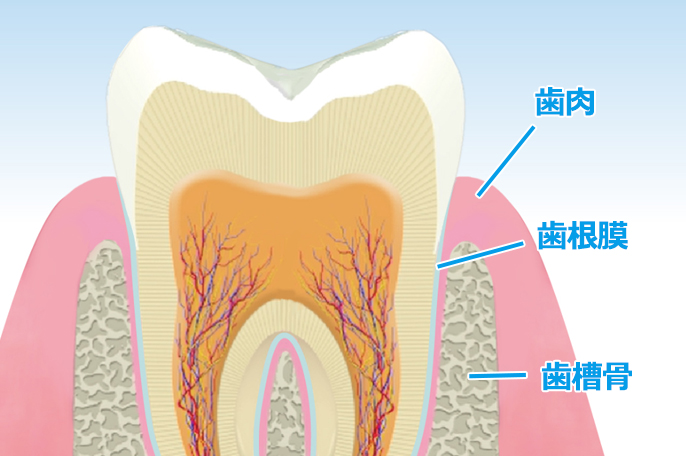 歯を失う原因の40％は歯周病です